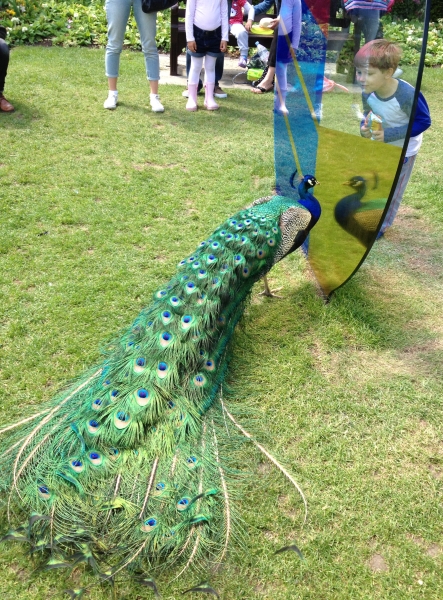 peacocksinta